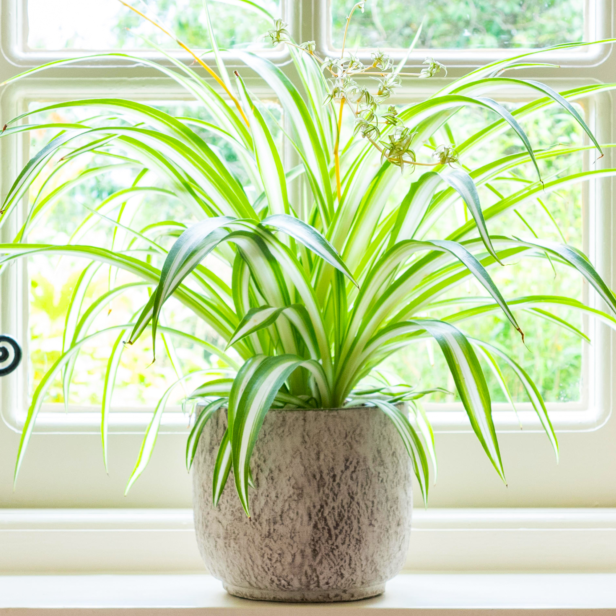 Chlorophytum Variegatum Spider Plant Best Indoor